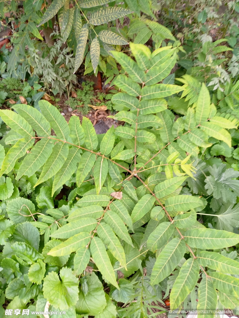 野草丛生