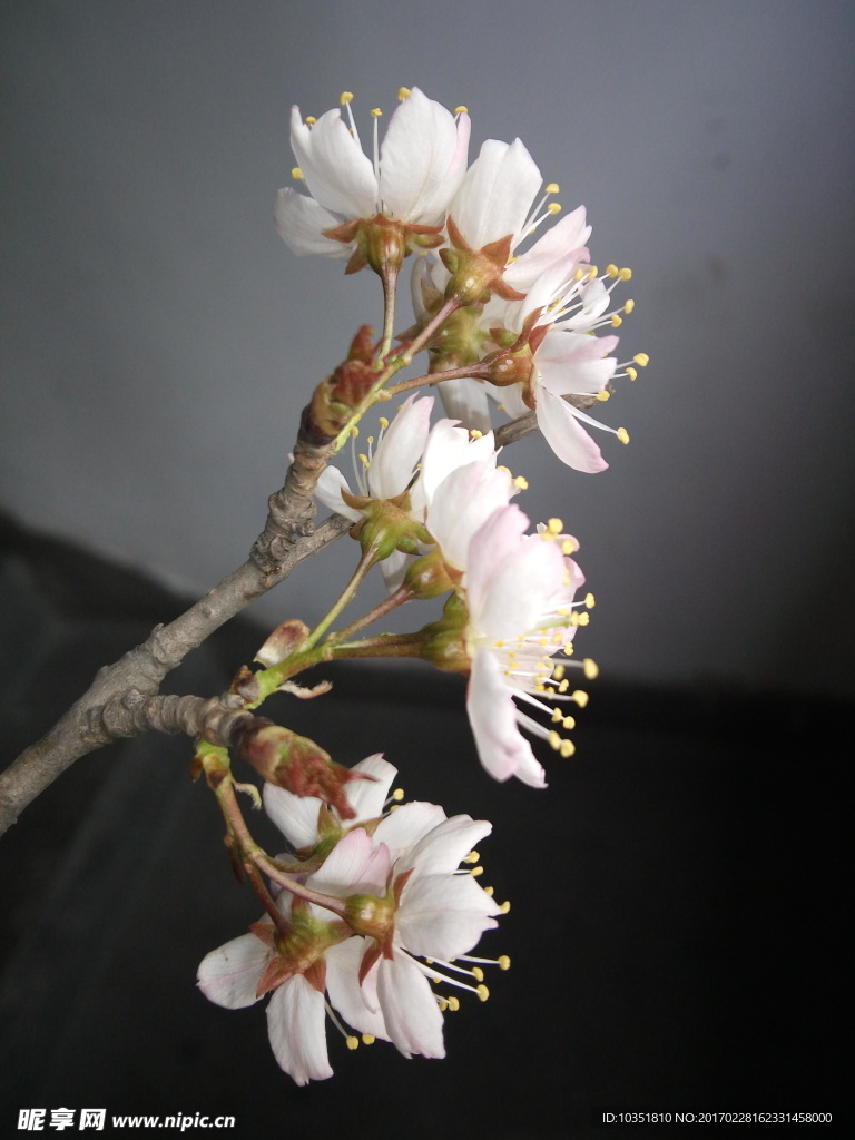 樱桃花 樱花特写