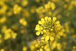 油菜花