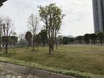 草地