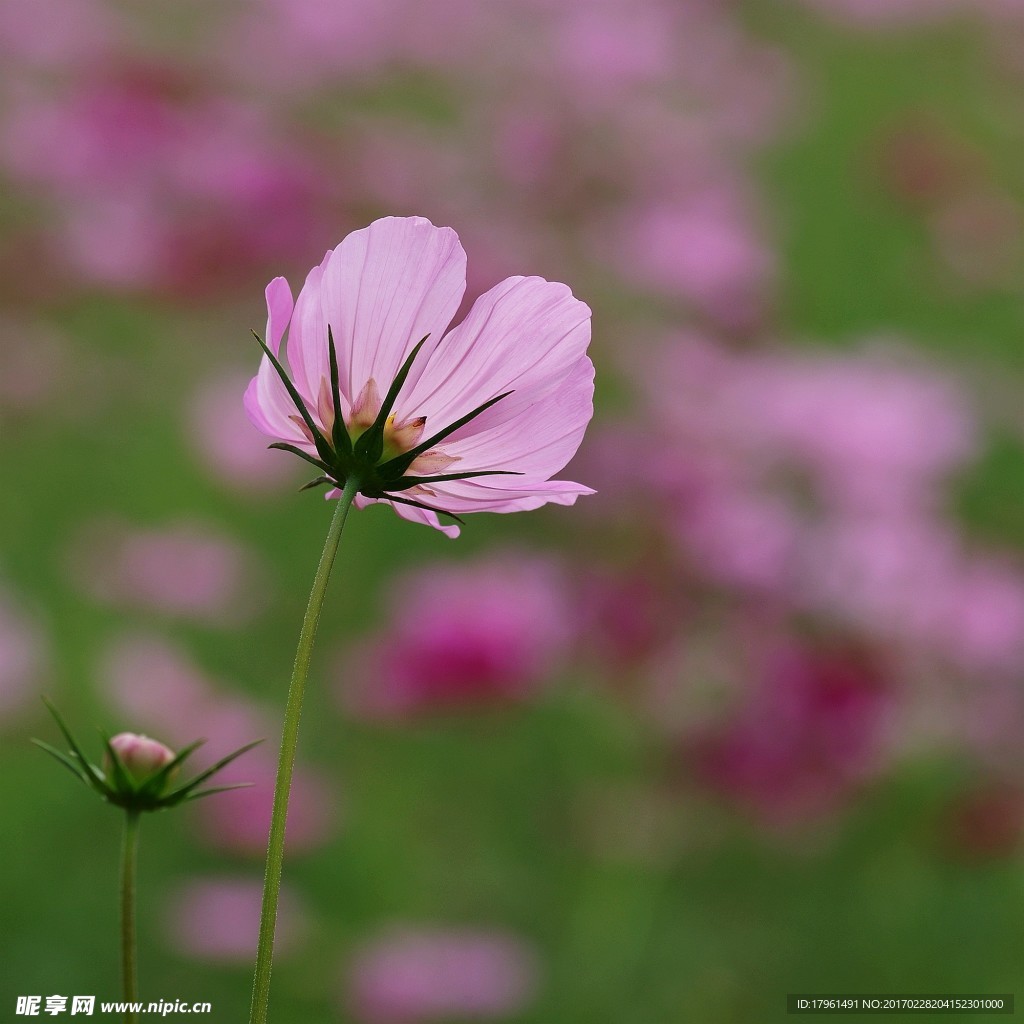 波斯菊