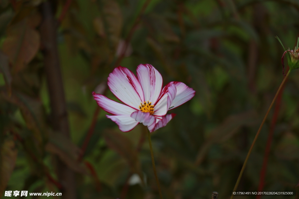 波斯菊