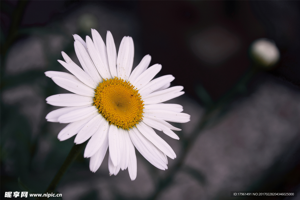 雏菊