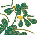 决明子植物