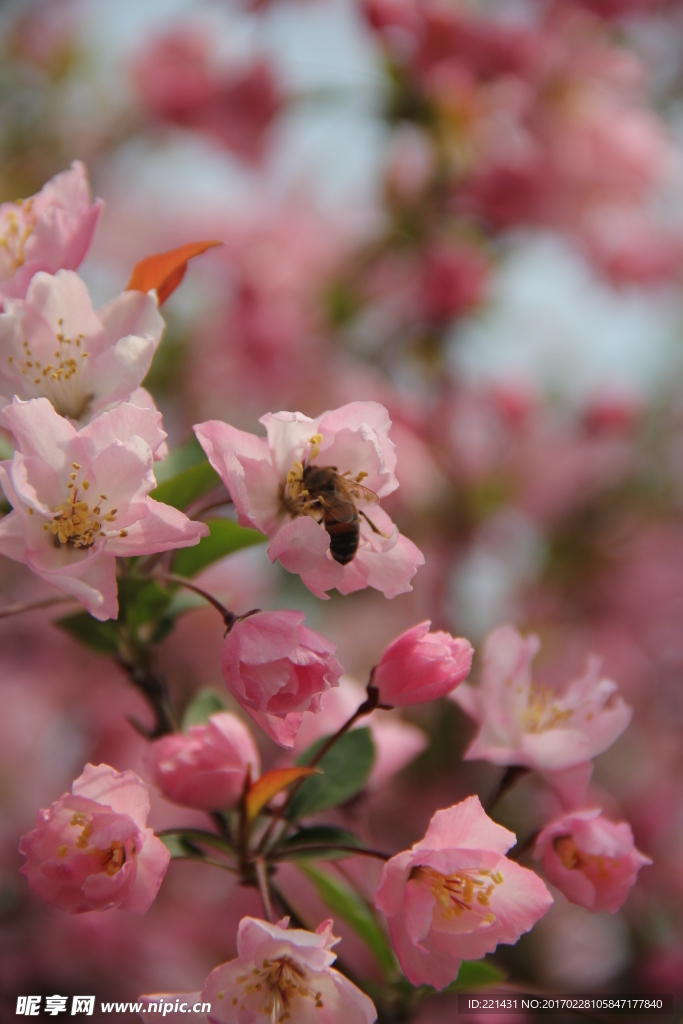 蜂恋花