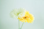雏菊