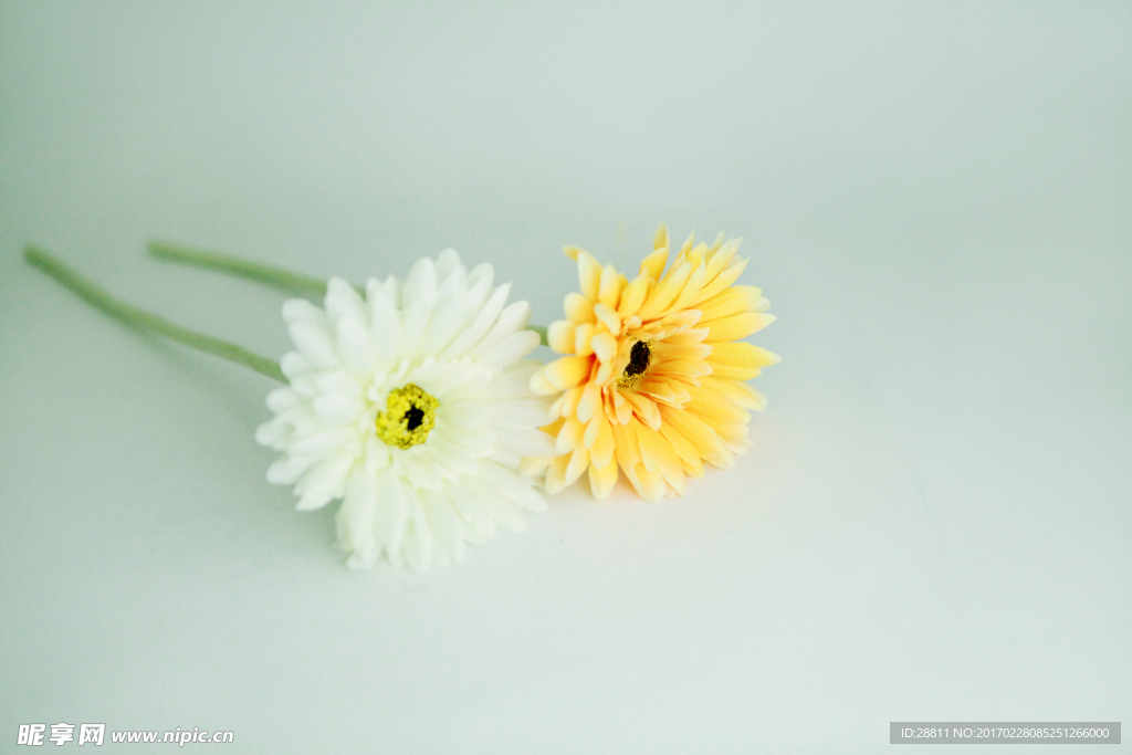 雏菊