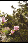 玉兰花图片