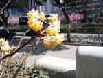 迎春花