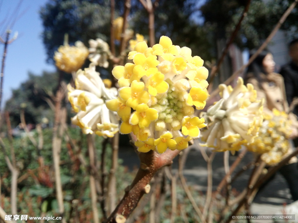 迎春花特写