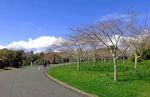 奥克兰植物园风景