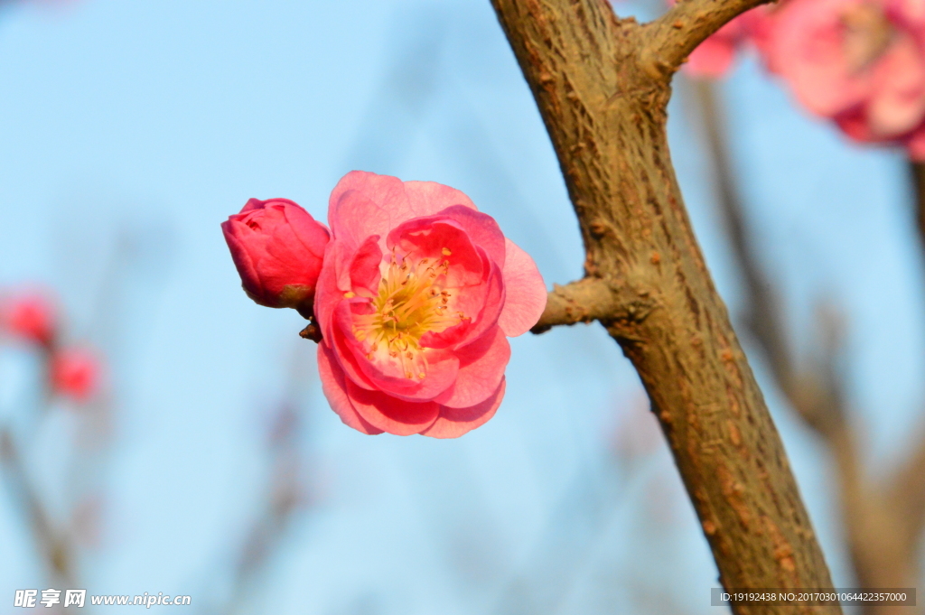 梅花