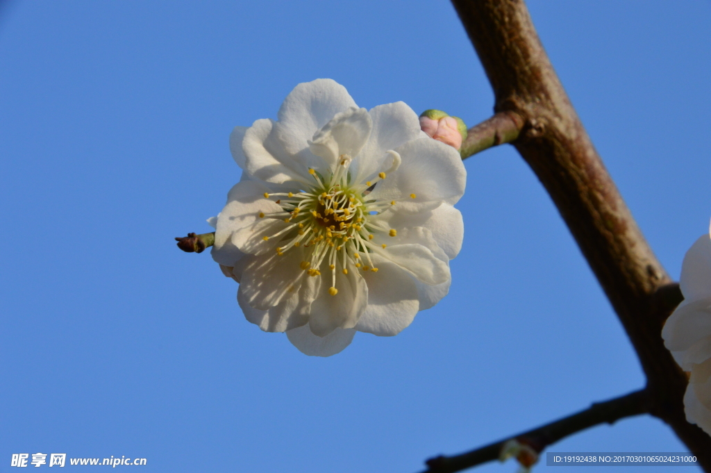 梅花