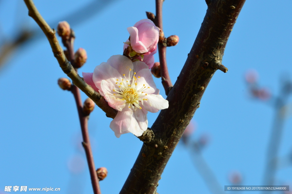 梅花