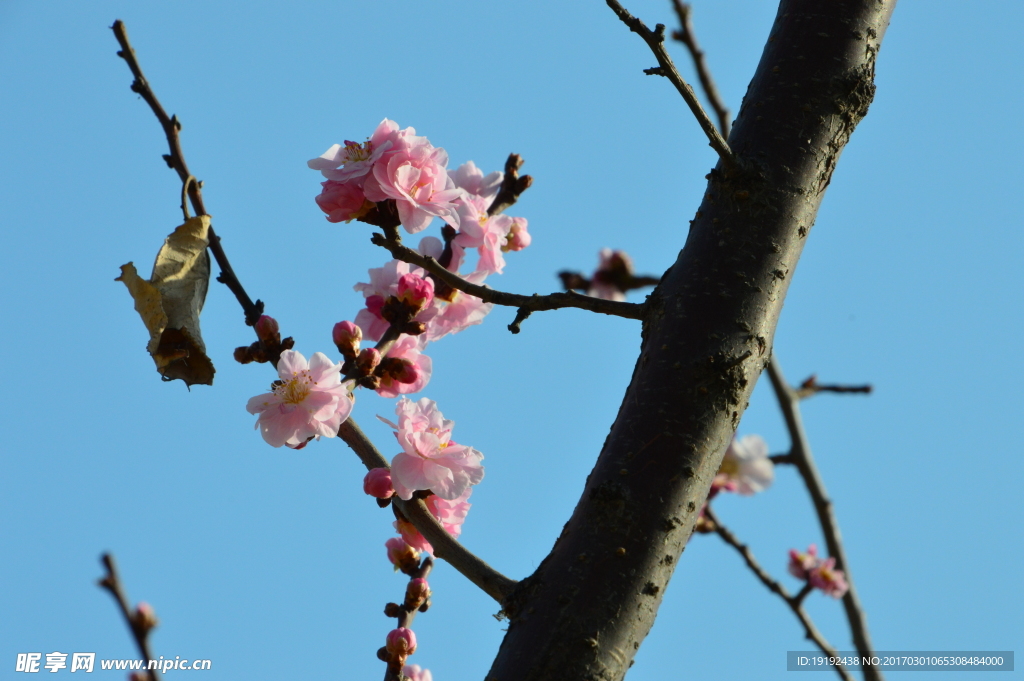 梅花