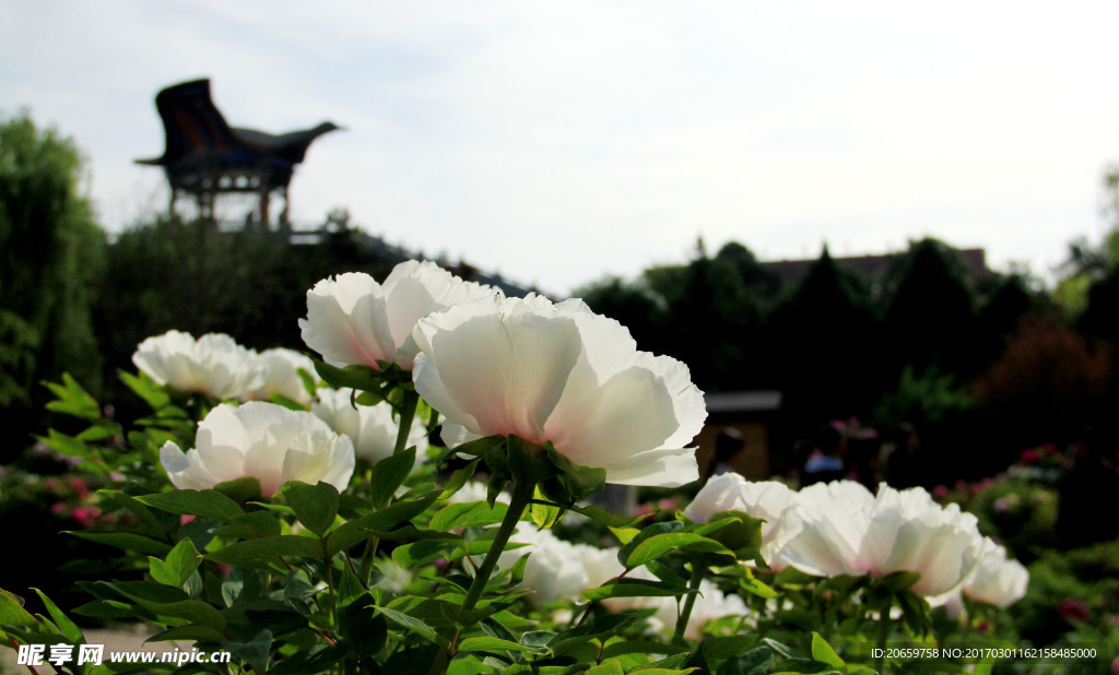 牡丹花