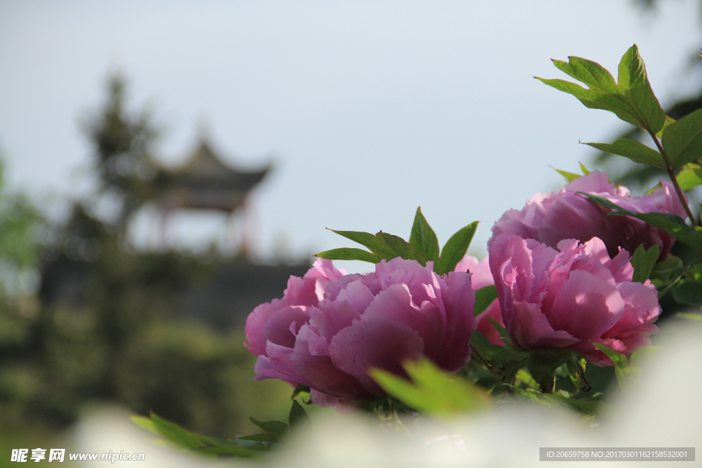 牡丹花
