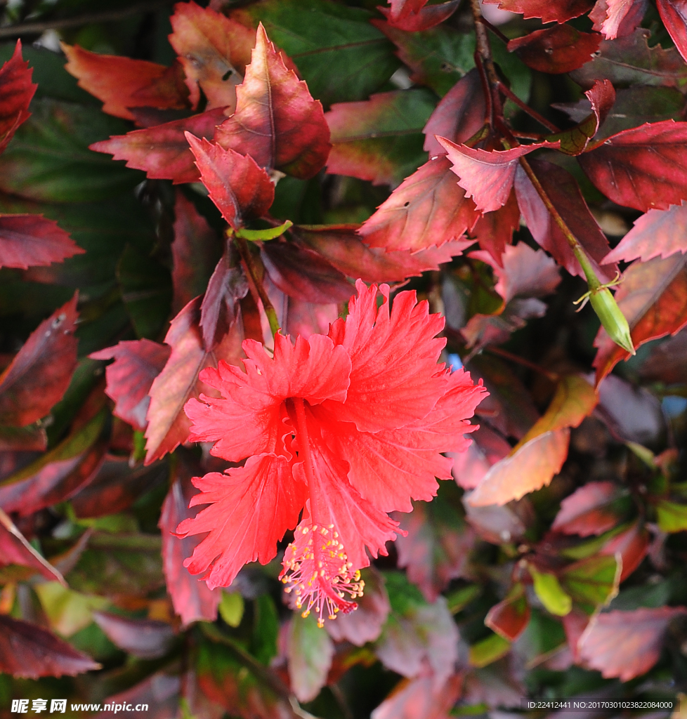 扶桑花 朱槿 红花 扶桑 赤槿