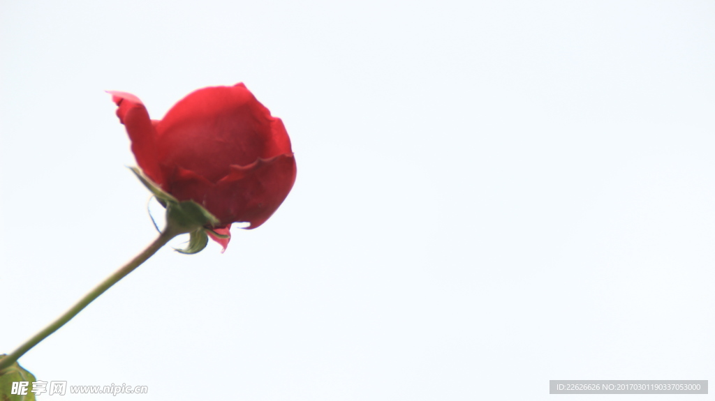 玫瑰花