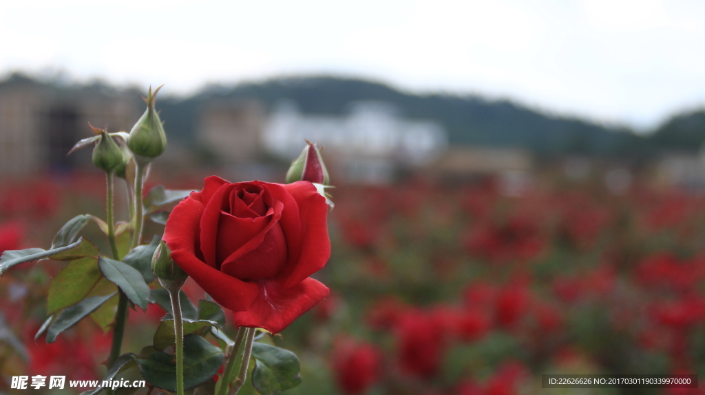 玫瑰花