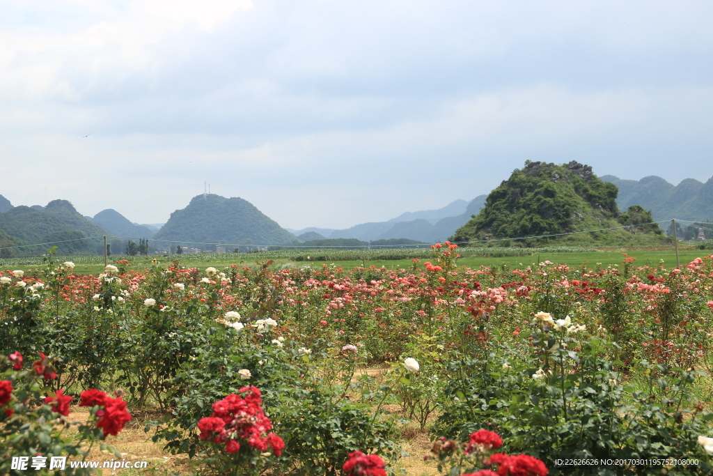 玫瑰花