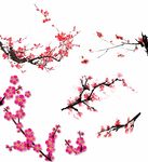 桃花 梅花