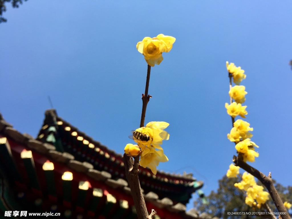 寺院梅花开