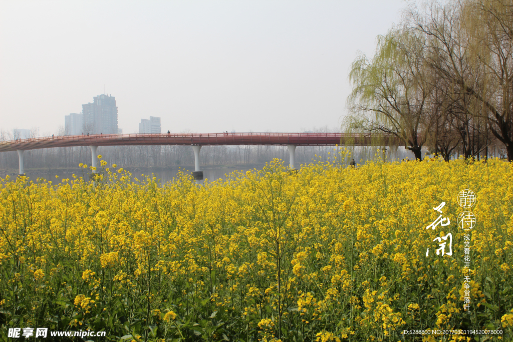 油菜花