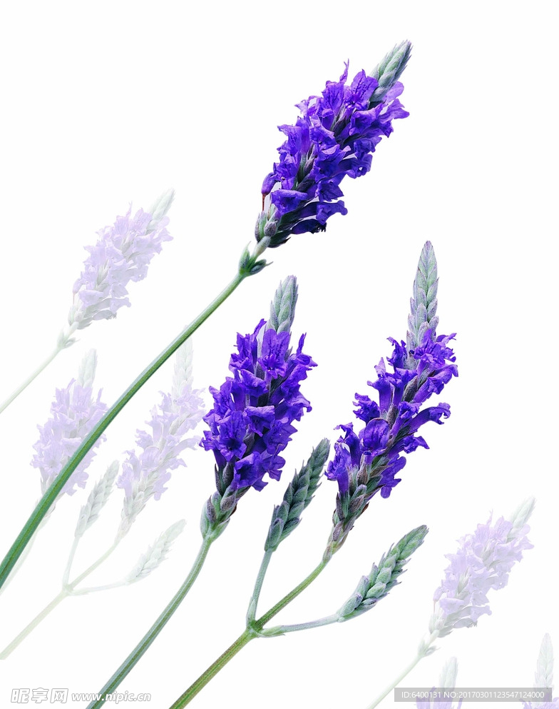 薰衣草