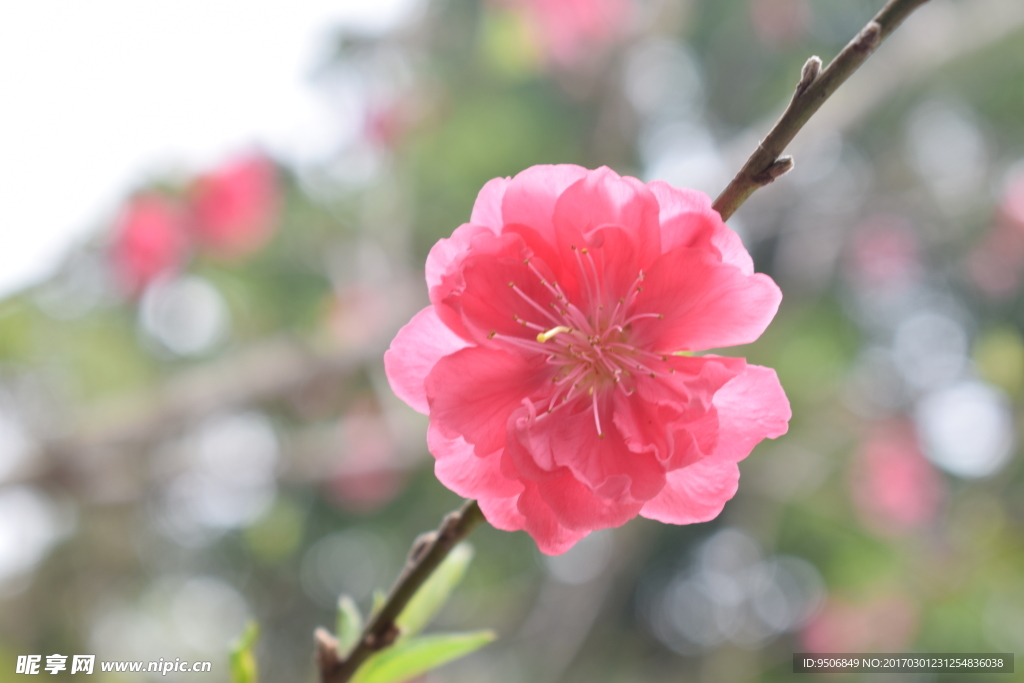 一朵桃花