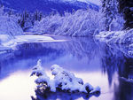 雪松