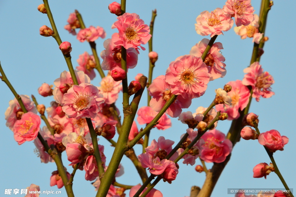 梅花