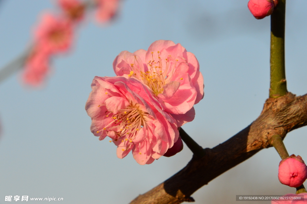 梅花