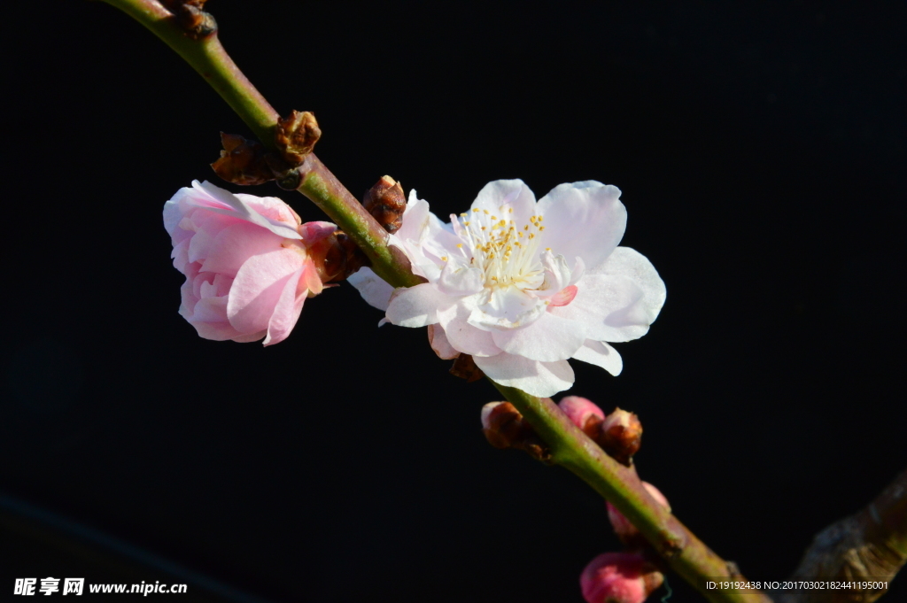 梅花