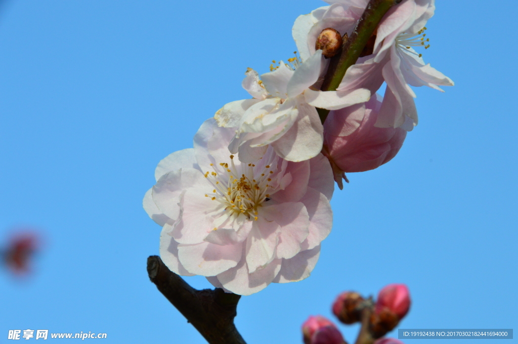 梅花
