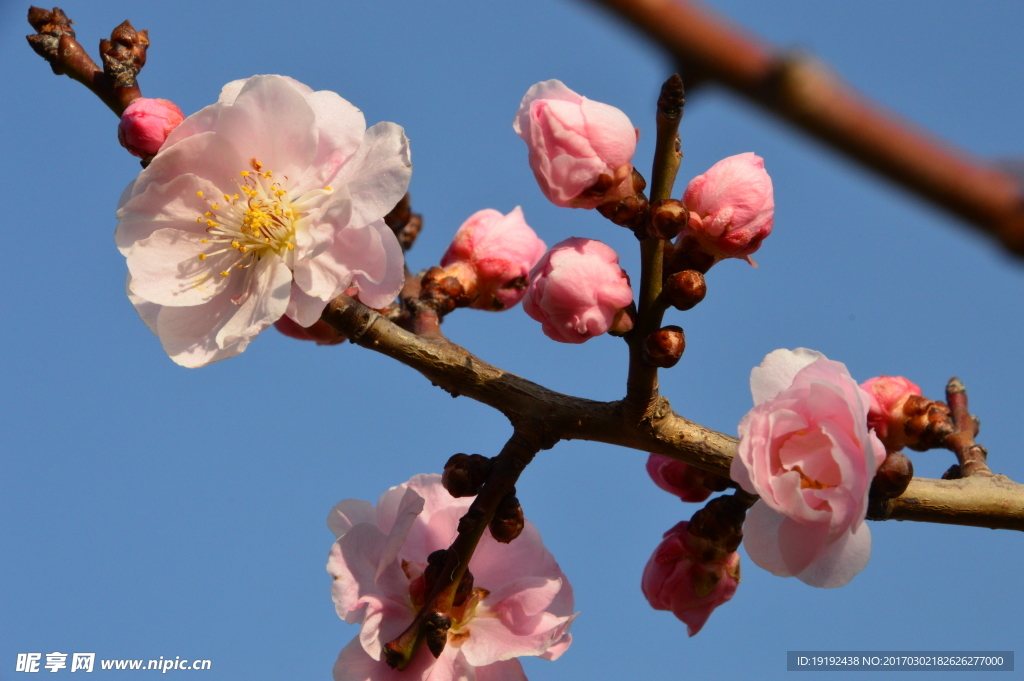 梅花