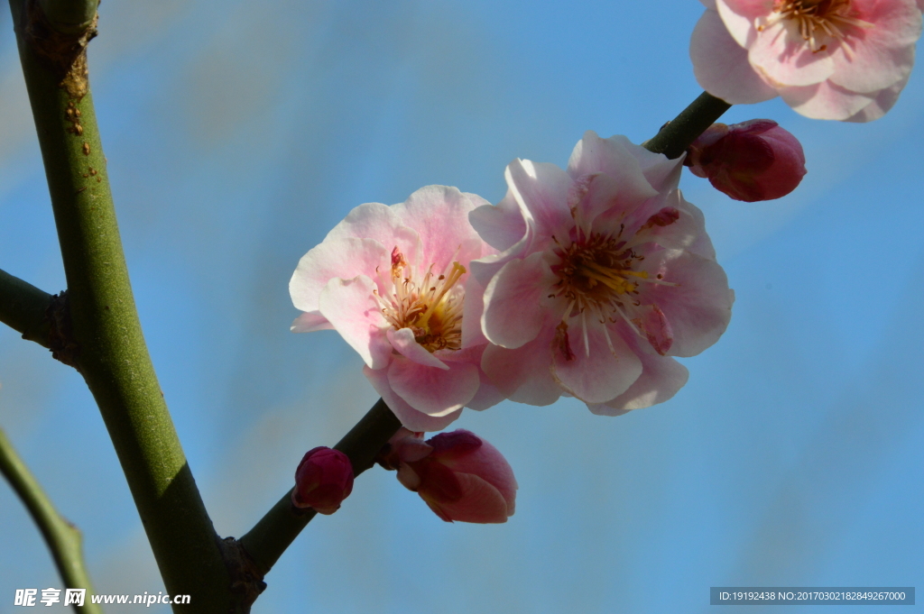 梅花