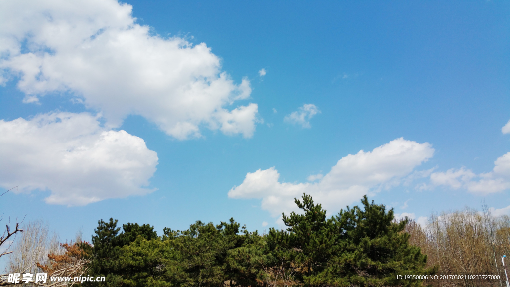 蓝天 白云 树