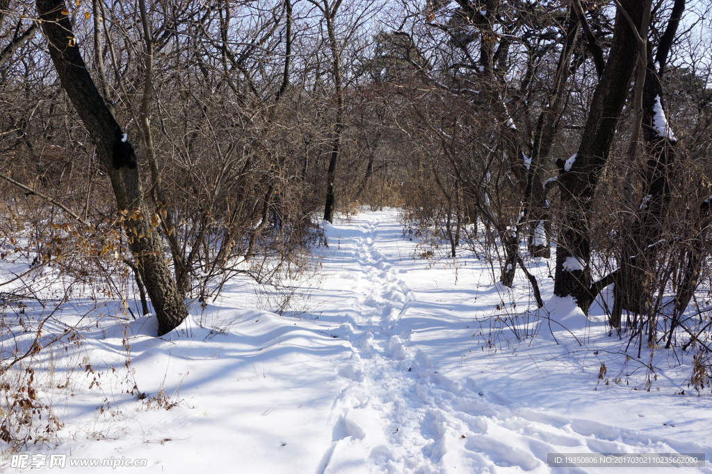 雪地 脚印 树林