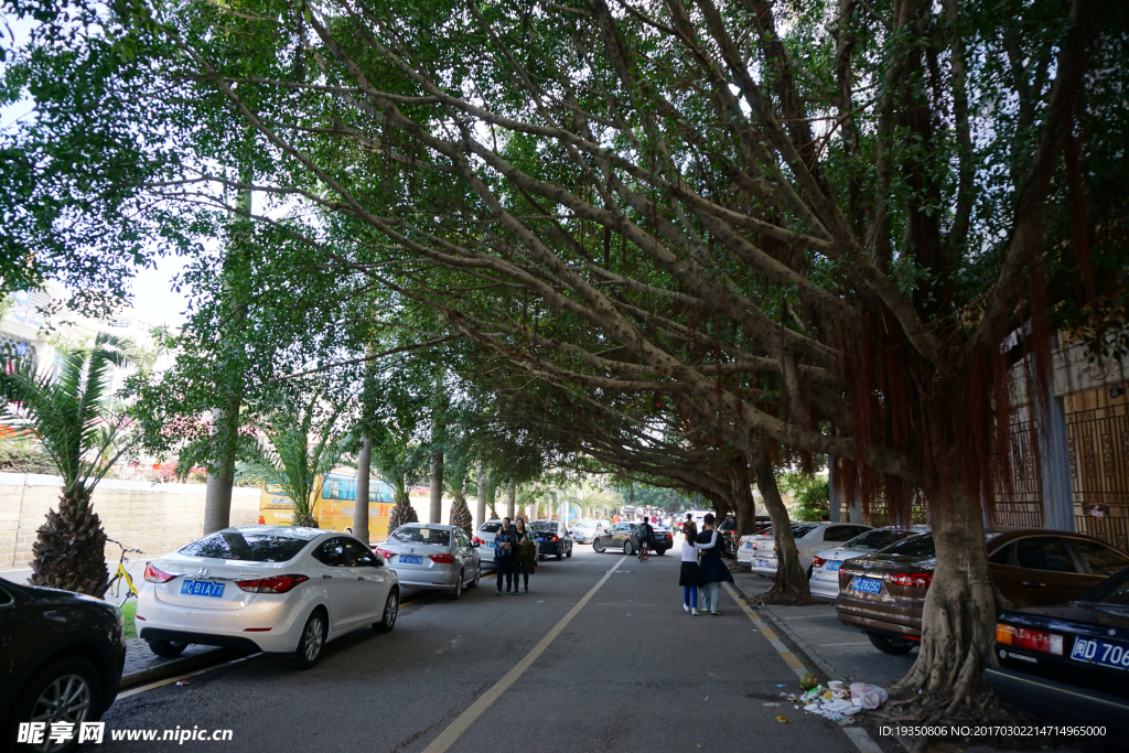 厦门 林荫路