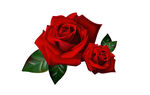 红色玫瑰图片