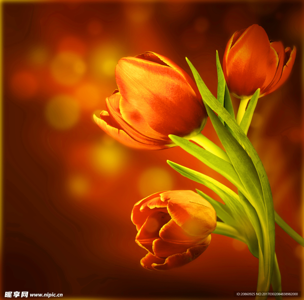 郁金香花朵图片