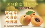 大接杏海报