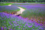 薰衣草花海