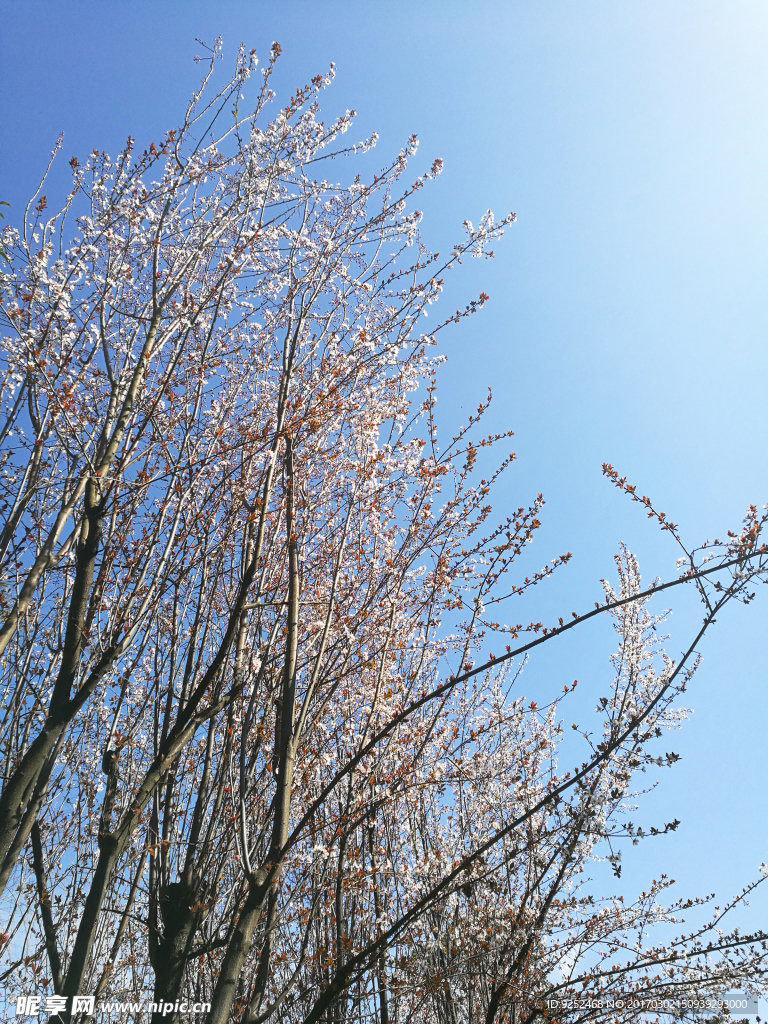 樱花枝