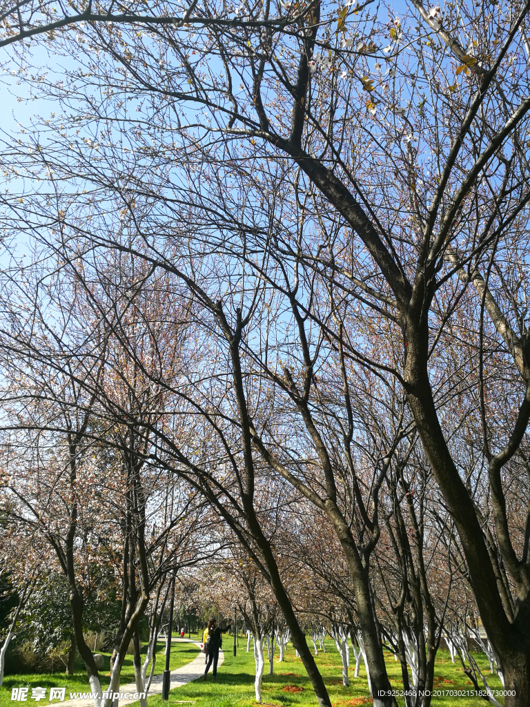 樱花林