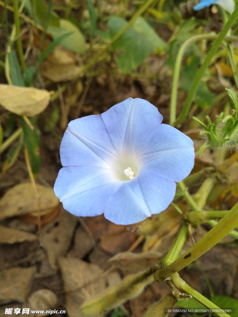 牵牛花