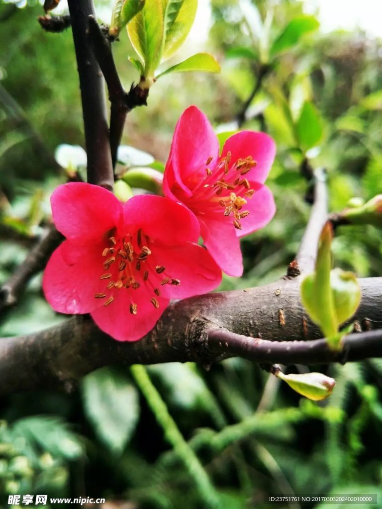 高贵的紫颜色花