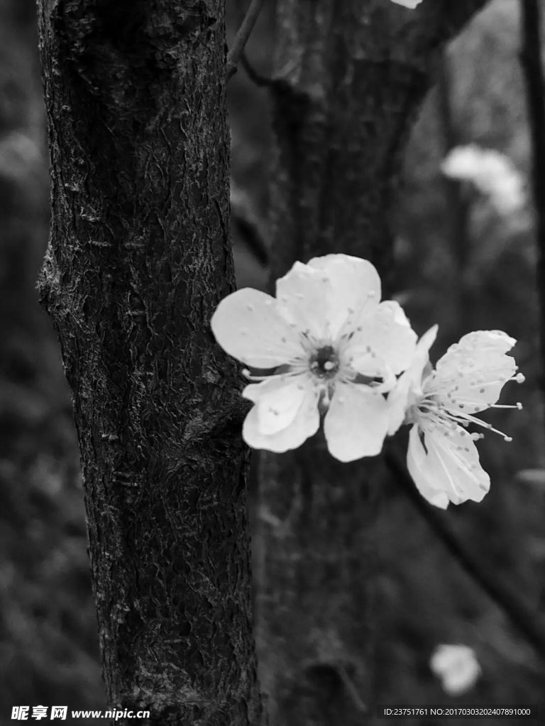 黑白花