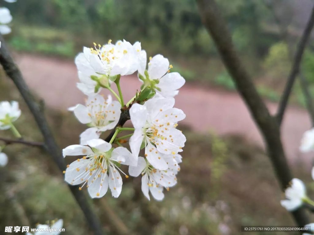 喜庆的花